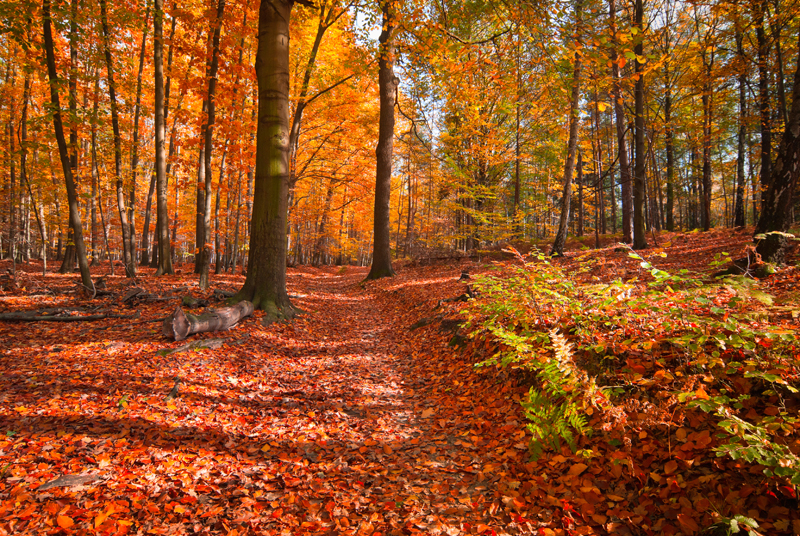 Cosmetiques Automne Theme foret