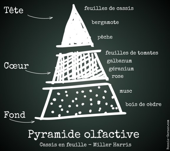 Pyramide olfactive: Cassis en feuille - Miller Harris